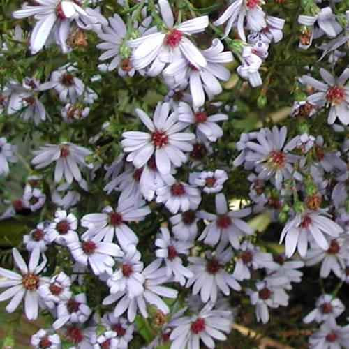 Achillea tomentosa nana